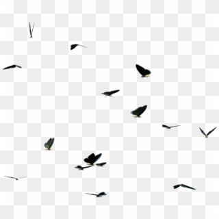 Download Butterflies Swarm Png Clipart - Flock Transparent Png