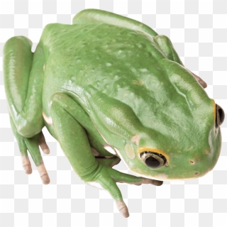 Green Frog Clipart