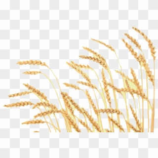 Free Png Download Wheat Png Images Background Png Images Clipart