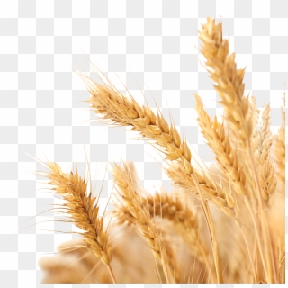 Harvest Wheat Crop Free Png Hq Clipart - Transparent Background Wheat Png