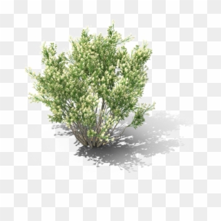 Shrub Png Download Image - Matorral Png Clipart