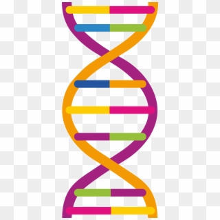 Dna Png Pic - Dna Png Clipart