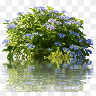 Hydrangeas, Hydrangea Bush, Bush, Nature, Spring, Flora - Hydrangea Clipart