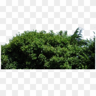 Hedge Png - Cut Out Bush Png Clipart