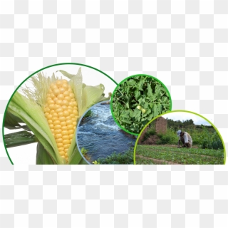 Climate Smart Agriculture For Family And Smallholder Clipart