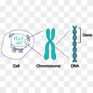 Dna Structure Clipart Genetic Counselor - Gene In A Chromosome - Png Download