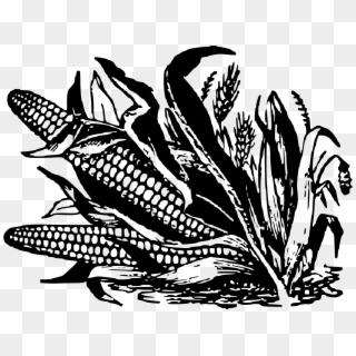 Big Image - Corn Image In Black And White Clipart