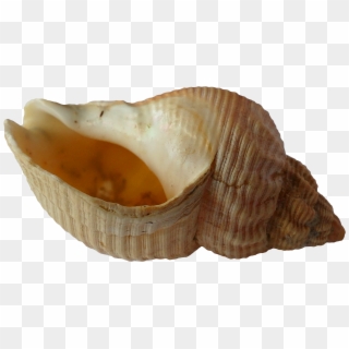 Sea Shell Clam Ocean Sea Shells 1162785 - Shells Clipart