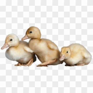 Free Png Images - Ducklings Png Clipart