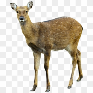 Deer Png Image - Musk Deer White Background Clipart