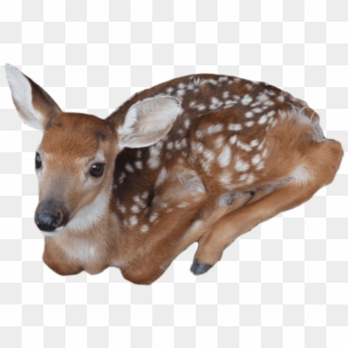 Free Png Download Baby Deer Png Images Background Png - Baby Deer Transparent Background Clipart