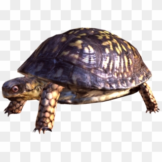 Box Turtle Png Free Download - Turtle Pictures Png Transparency Clipart