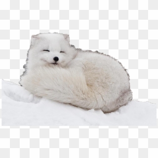 Arctic Fox Curled Up Clipart