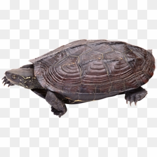 Download - Snapping Turtle Transparent Background Clipart