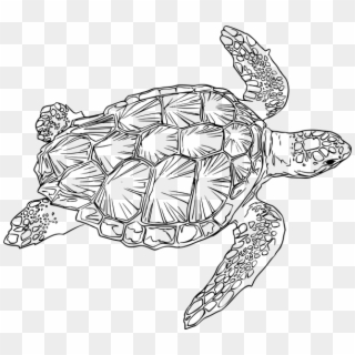 Sea Turtle Black And White Clipart