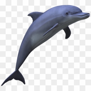 Dolphin Png Picture - Дельфин Пнг Clipart