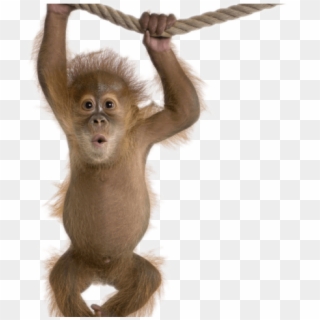 Monkey Png Transparent Images - Not My Circus Not My Monkeys Clipart