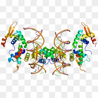 Protein Foxp2 Pdb 2a07 - Foxp2 Clipart