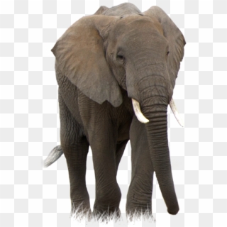 African Forest Elephant Transparent Clipart