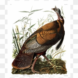 John Audubon - Wild Turkey - John James Audubon Clipart