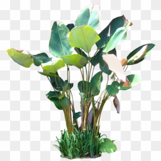 Tropical Plants Png - Calathea Lutea Png Clipart