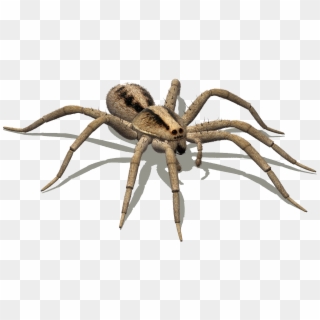 Spider Google Search Bugs Pinterest Wolf And - Hobo Spider Png Clipart