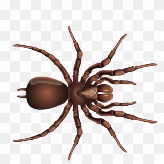 Brown Spider Png Image Background - Insects With White Background Clipart