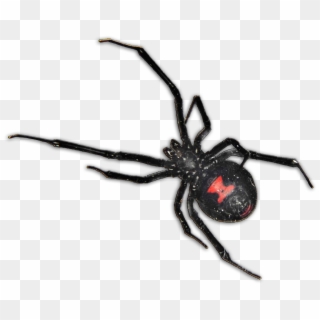Black Widow Spider Pcs - Black Widow Spider South Africa Clipart