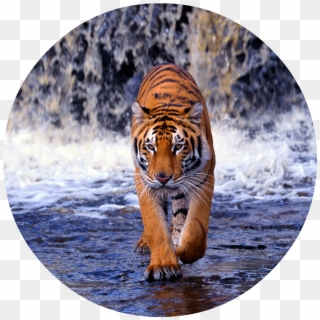 Tiger Png - Endangered Animal Bengal Tiger Clipart