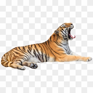 Tiger - Siberian Tiger Clipart