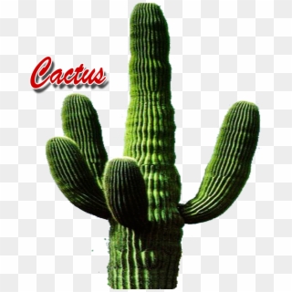 Hedgehog Cactus Clipart