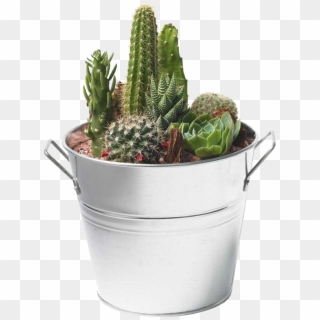 Cactus - Cactus And Succulents Png Clipart
