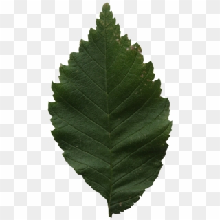 Leaf Texture Png - Ulmus Alata Clipart