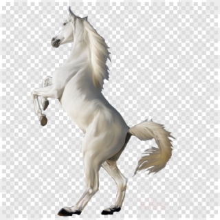 Transparent Horse Png Clipart Horse