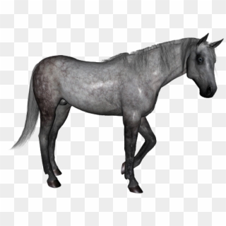 Dapple Grey Horse - Stallion Clipart