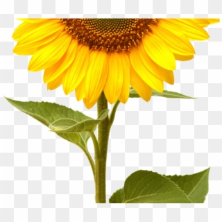 Sunflowers Png Transparent Images - Single Sun Flower Hd Clipart