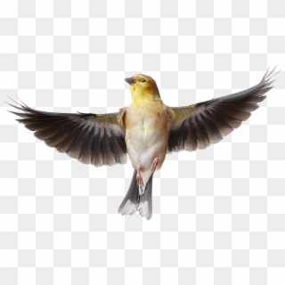Bird Png - Goldfinch Bird Png Clipart