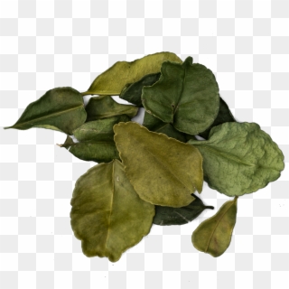 Kaffir Lime Leaves Png - Kurri Clipart