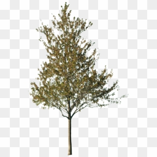 1600 X 1600 44 - Cut Out Tree Png Clipart
