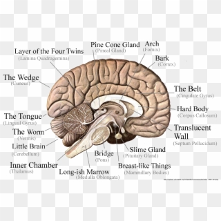Brain Png Image - Part Of The Brain Controls Long Term Memory Clipart