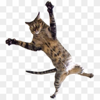 582 X 639 12 - Flying Cat Clipart