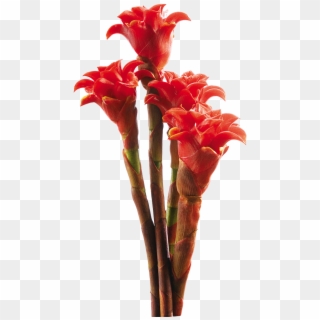 Fiery Flowers Blossom On Thick Stems - Torch Ginger Plant Png Clipart