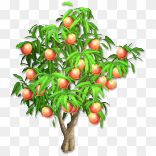 Peach Tree - Peach Clipart