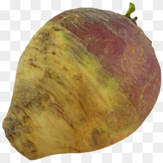 Turnip Rutabaga Root Png Image - Rutabaga Png Clipart