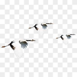 Vector Bird Crane Clipart