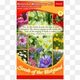 Packet Of Seeds To Grow A Beautiful Garden Of 34 Types - African Daisy Clipart