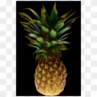 Pineapple Picture With No Background Clipart