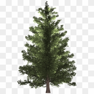 Pine Tree - Christmas Tree Clipart