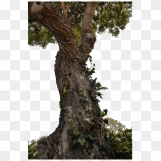 Tree Trunk Png Clipart