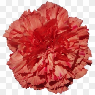 Orange Hermes - Carnation - Carnation Clipart